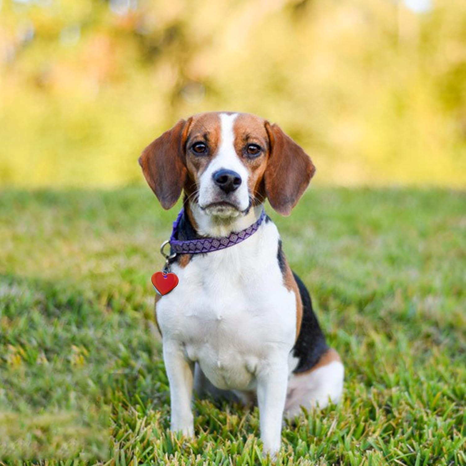 Personalized Metal Pet ID Tags
